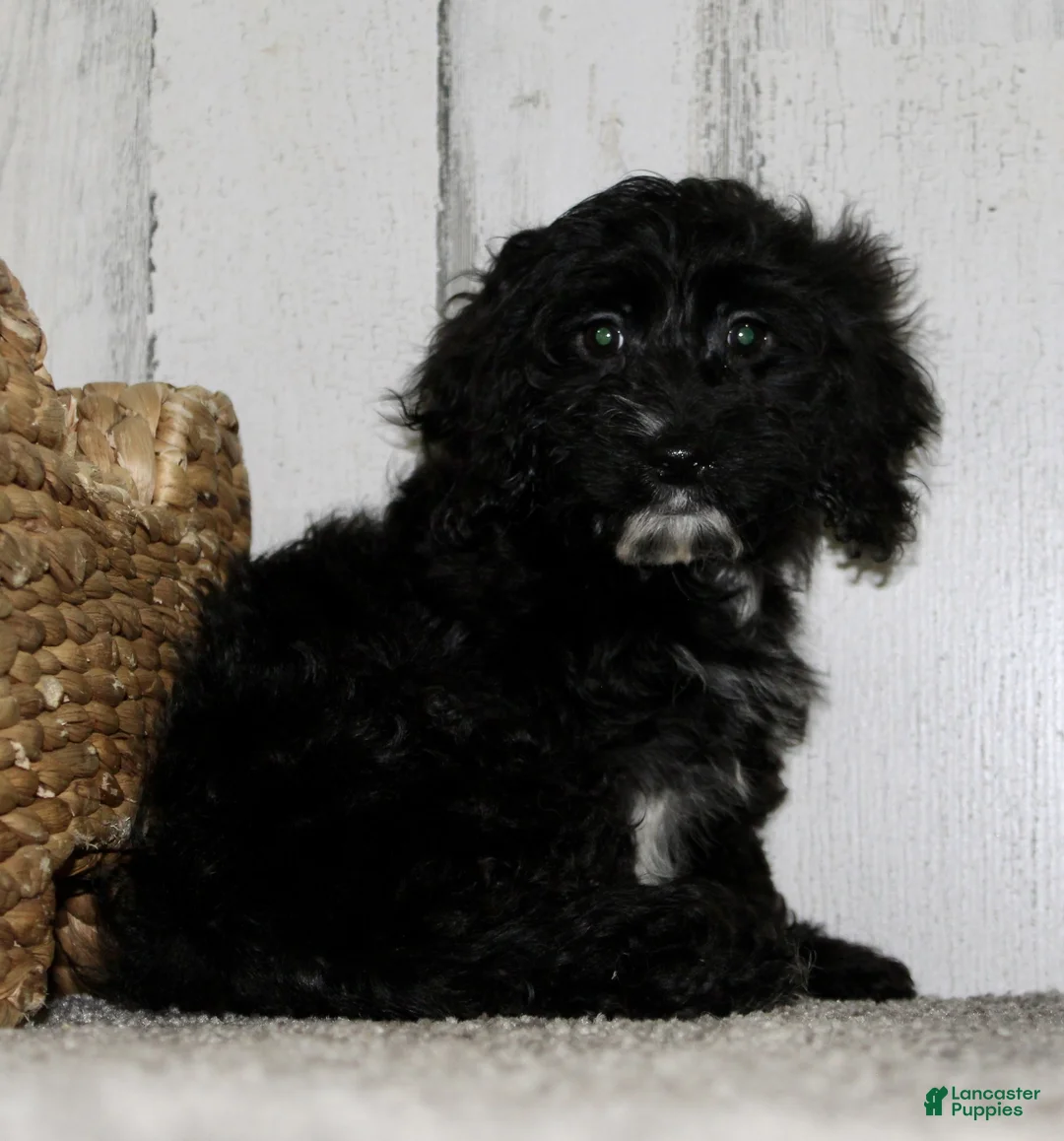 Cockapoo dogs for sale: Coco - Ad 2
