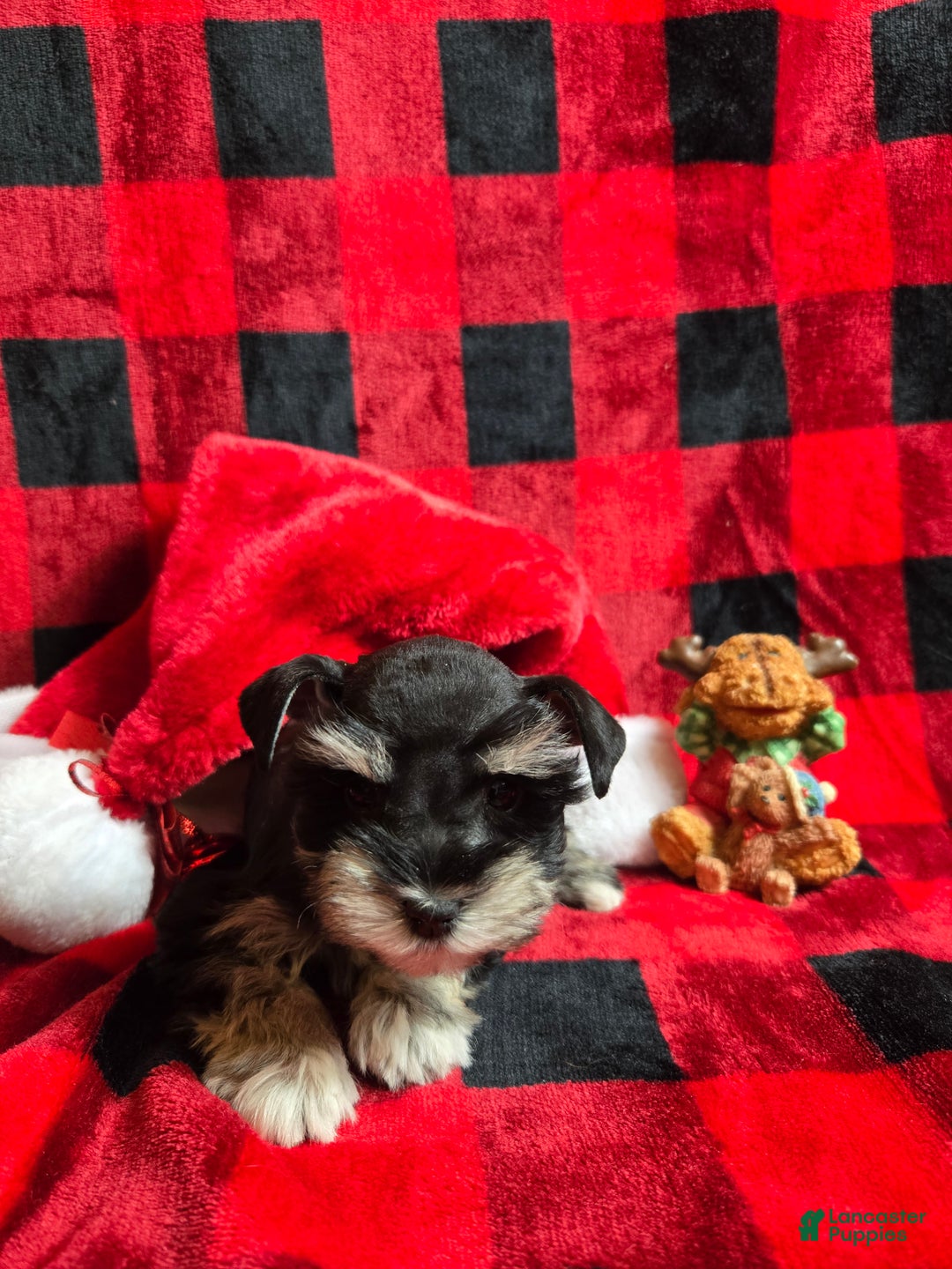 Miniature Schnauzer dogs for sale: Holly - Ad 3