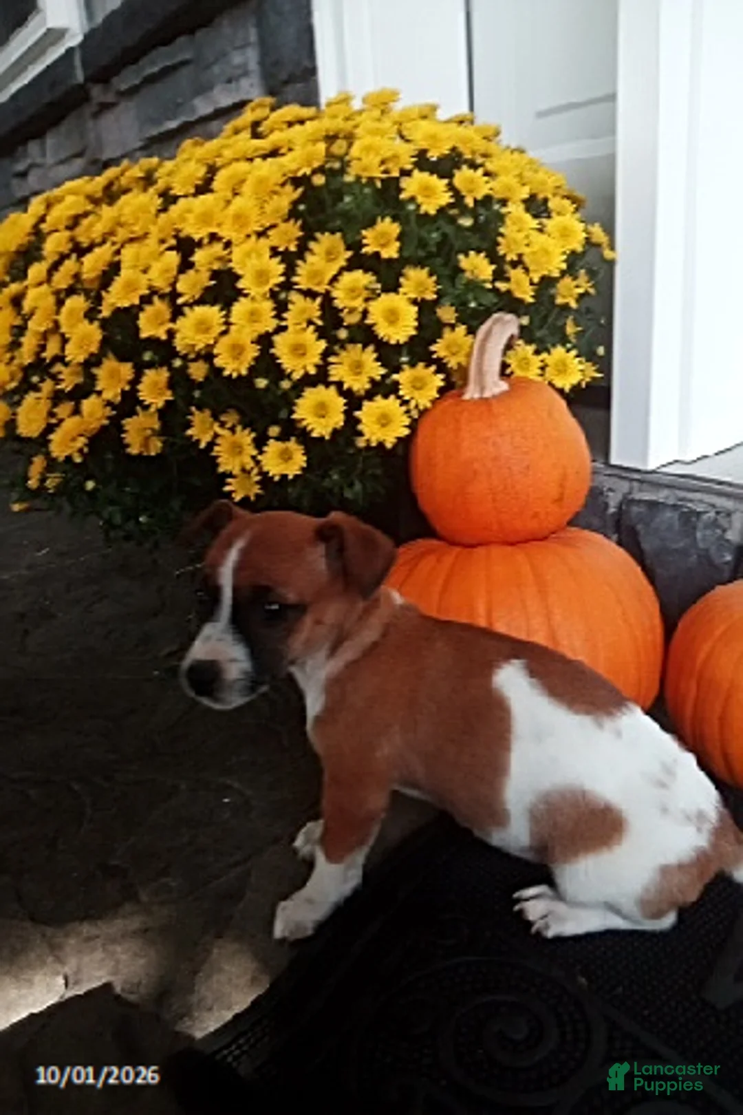 Jack Russell Terrier dogs for sale: Levie - Ad 1
