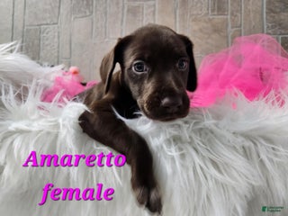 German Shorthaired Pointer dogs - Ad 7