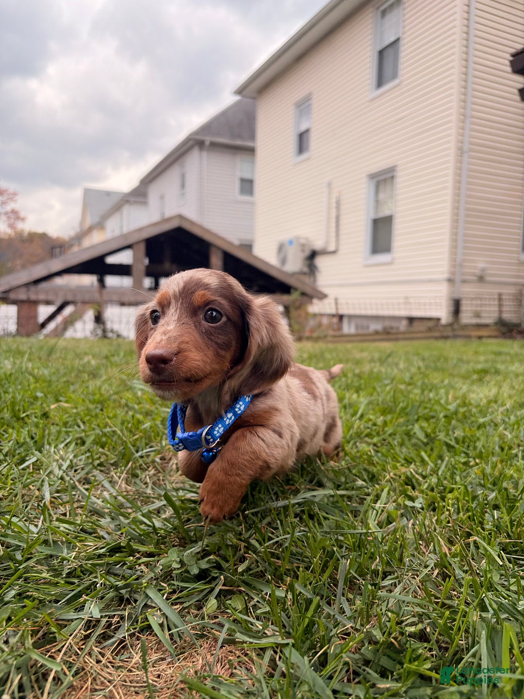 Miniature Dachshund dogs for sale: Spud - Ad 1