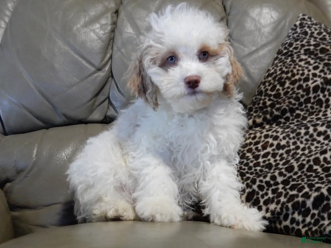 Cockapoo dogs for sale: Mickey - Ad 4