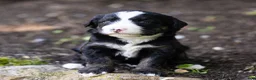 Bernedoodle dogs for sale: Banks Bernedoodle Puppy  - Ad 3