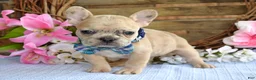 French Bulldog dogs for sale: Finn  - Ad 9