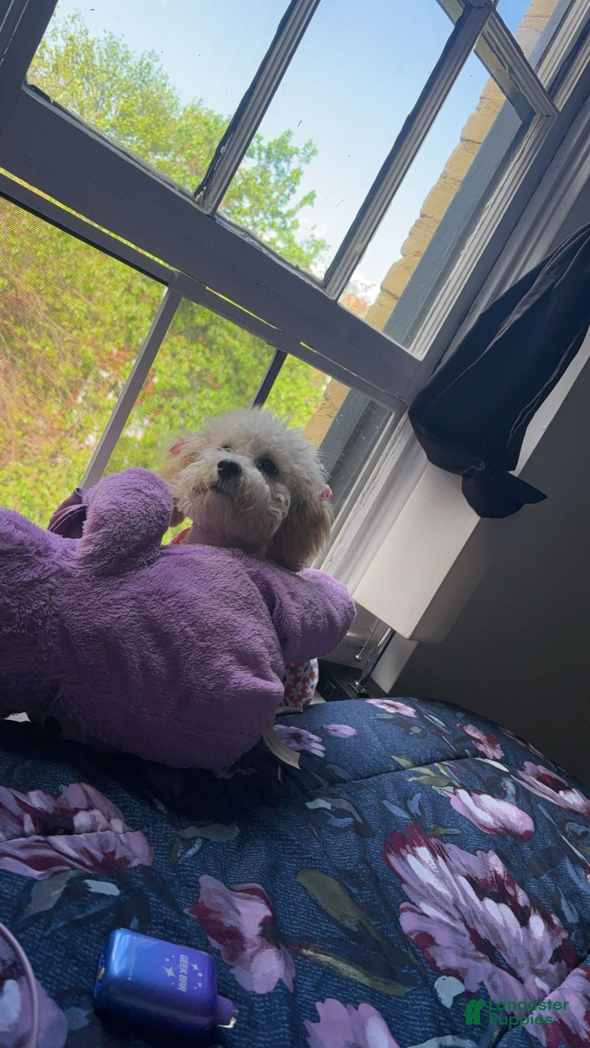 Bichpoo dogs Bichpoo Puppy 1 - Ad 20