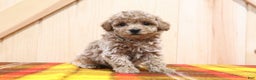 Bichpoo dogs for sale: Gary - Ad 1