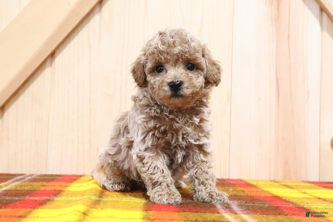 Bichpoo dogs for sale: Gary - Ad 1