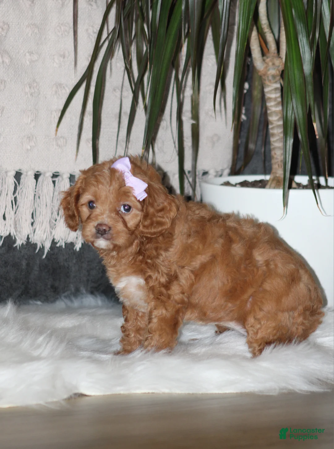Cavapoo dogs for sale: Bellie - Ad 2