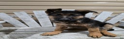 German Shepherd dogs for sale: Hunter - Ad 6