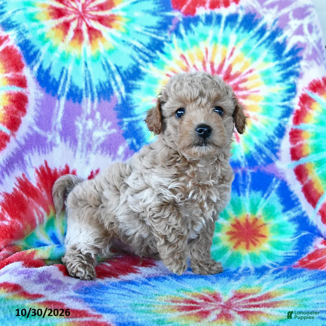 Mini Goldendoodle dogs for sale: Chester - Ad 1