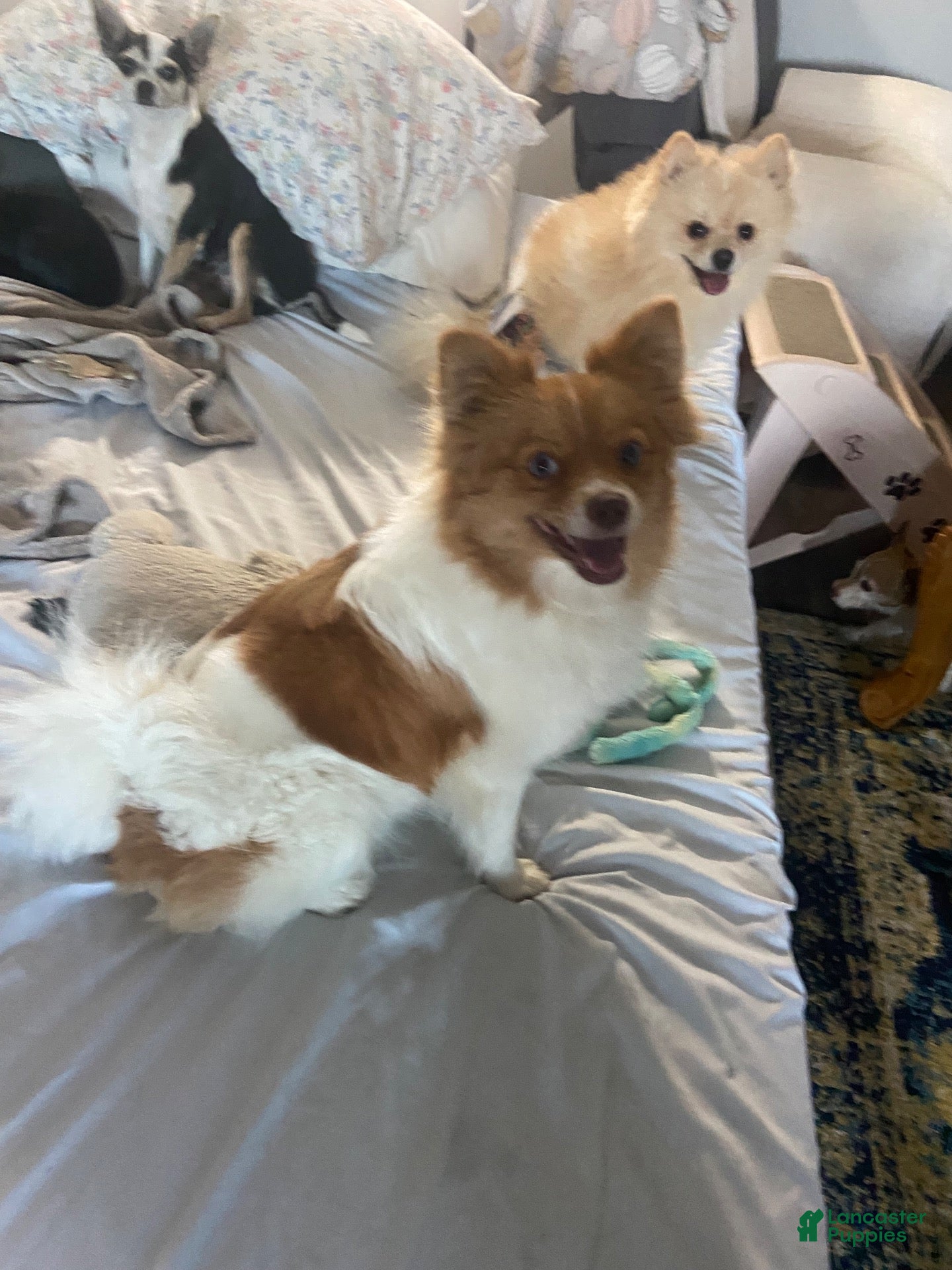 Pomeranian dogs Rayna  - Ad 27