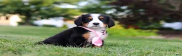 Bernese Mountain Dog dogs for sale: Zara - Ad 3