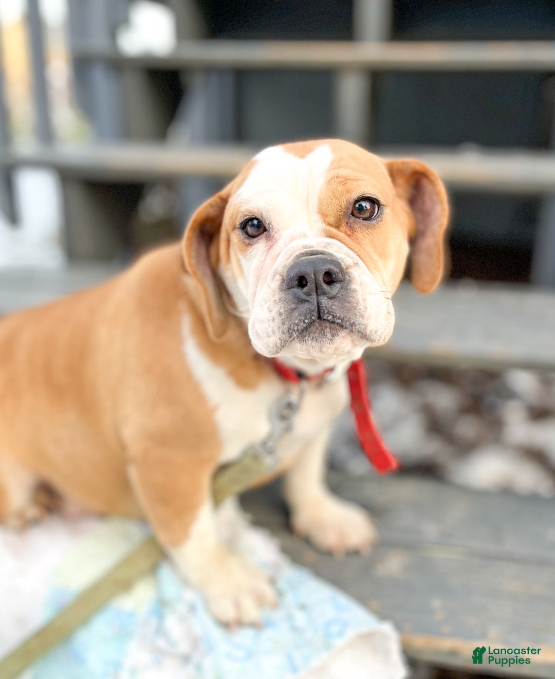 Mixed Breed dogs for sale: Bella - Ad 7