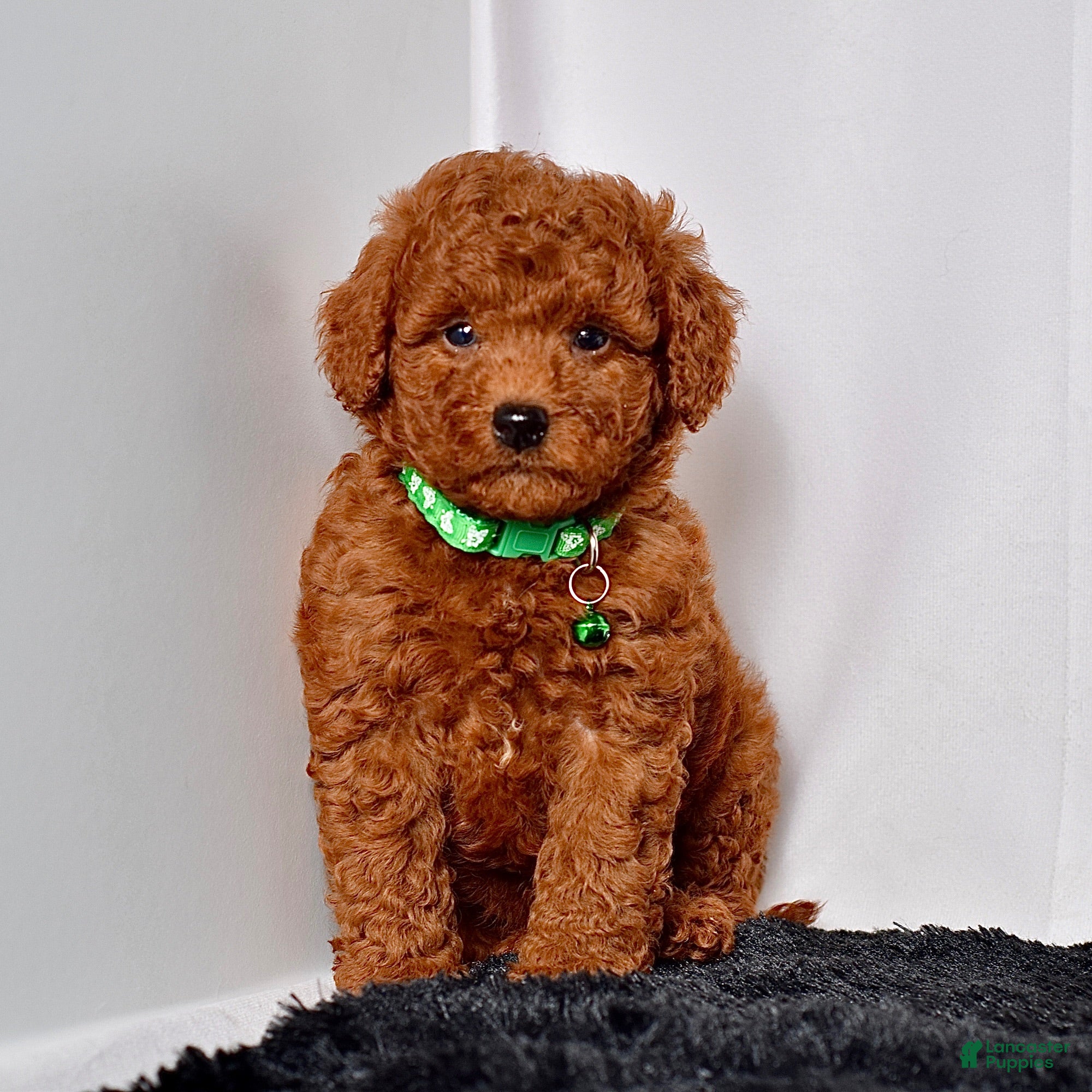 Mini Goldendoodle dogs Mr. Logan - Ad 1
