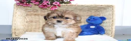 Shorkie dogs for sale: Daisy - Ad 2