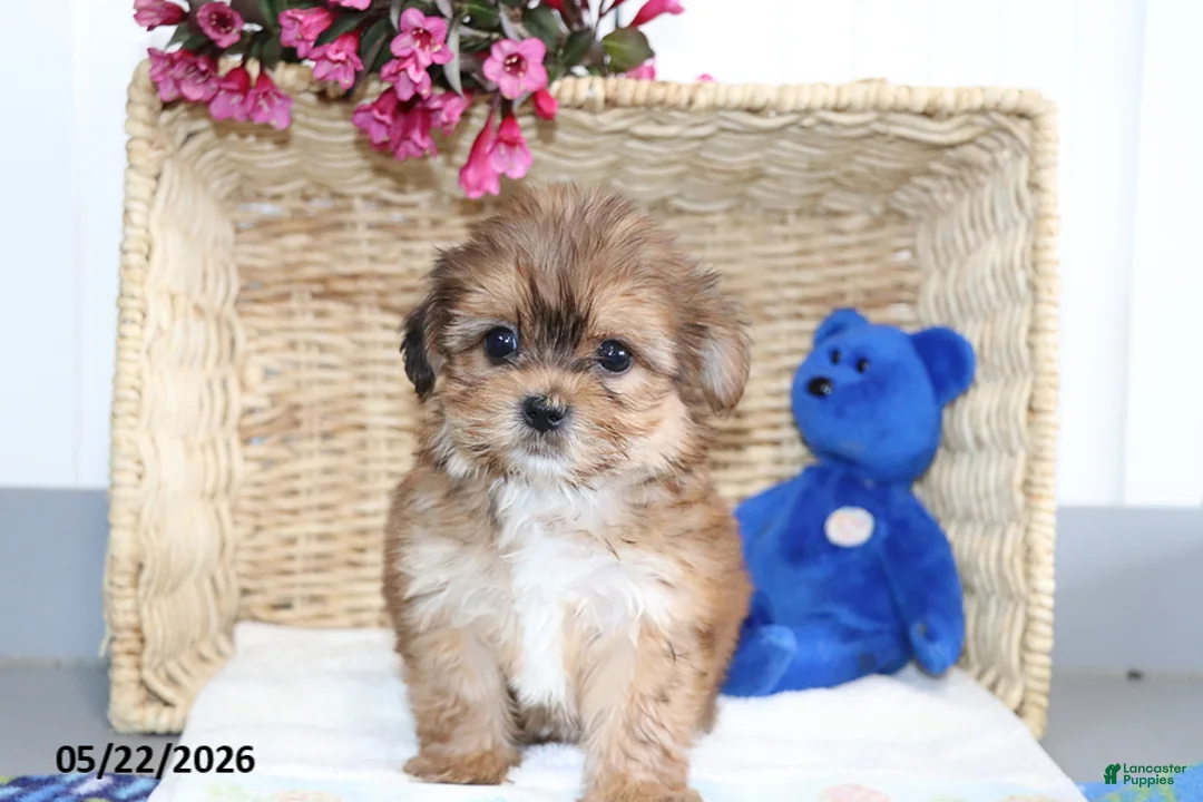 Shorkie dogs for sale: Daisy - Ad 2