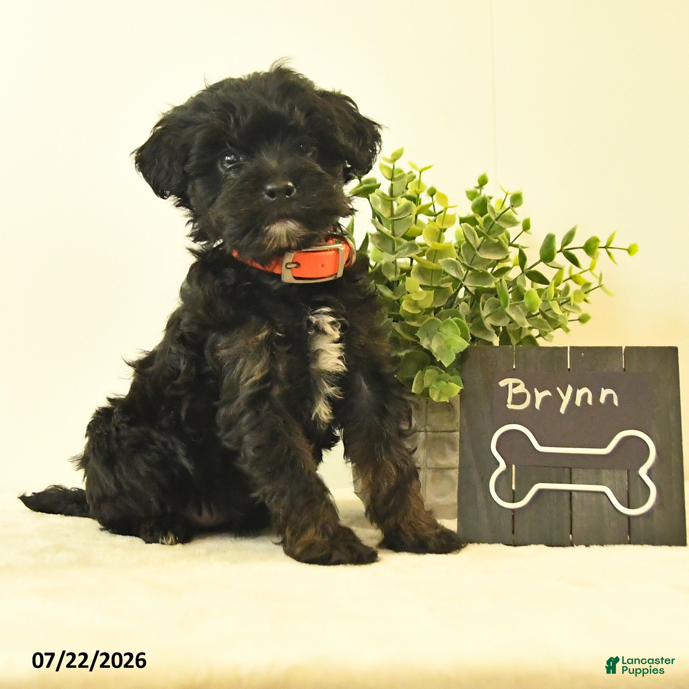 Havapoo dogs Brynn - Ad 2
