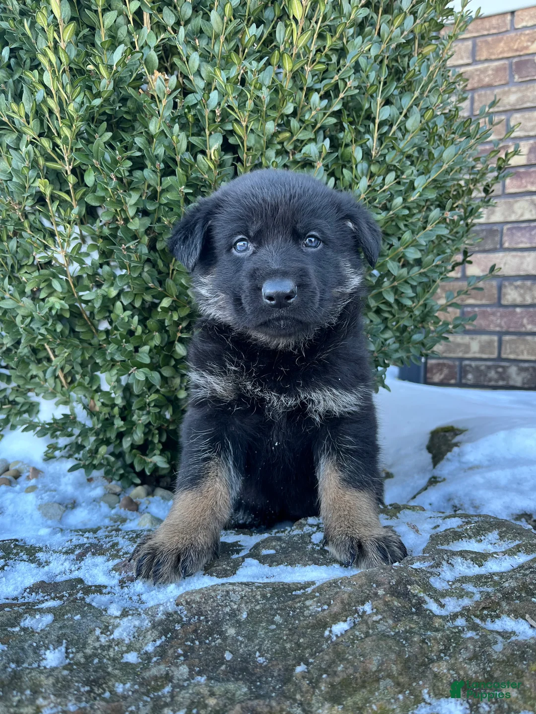 German Shepherd dogs for sale: Mavis - Ad 4