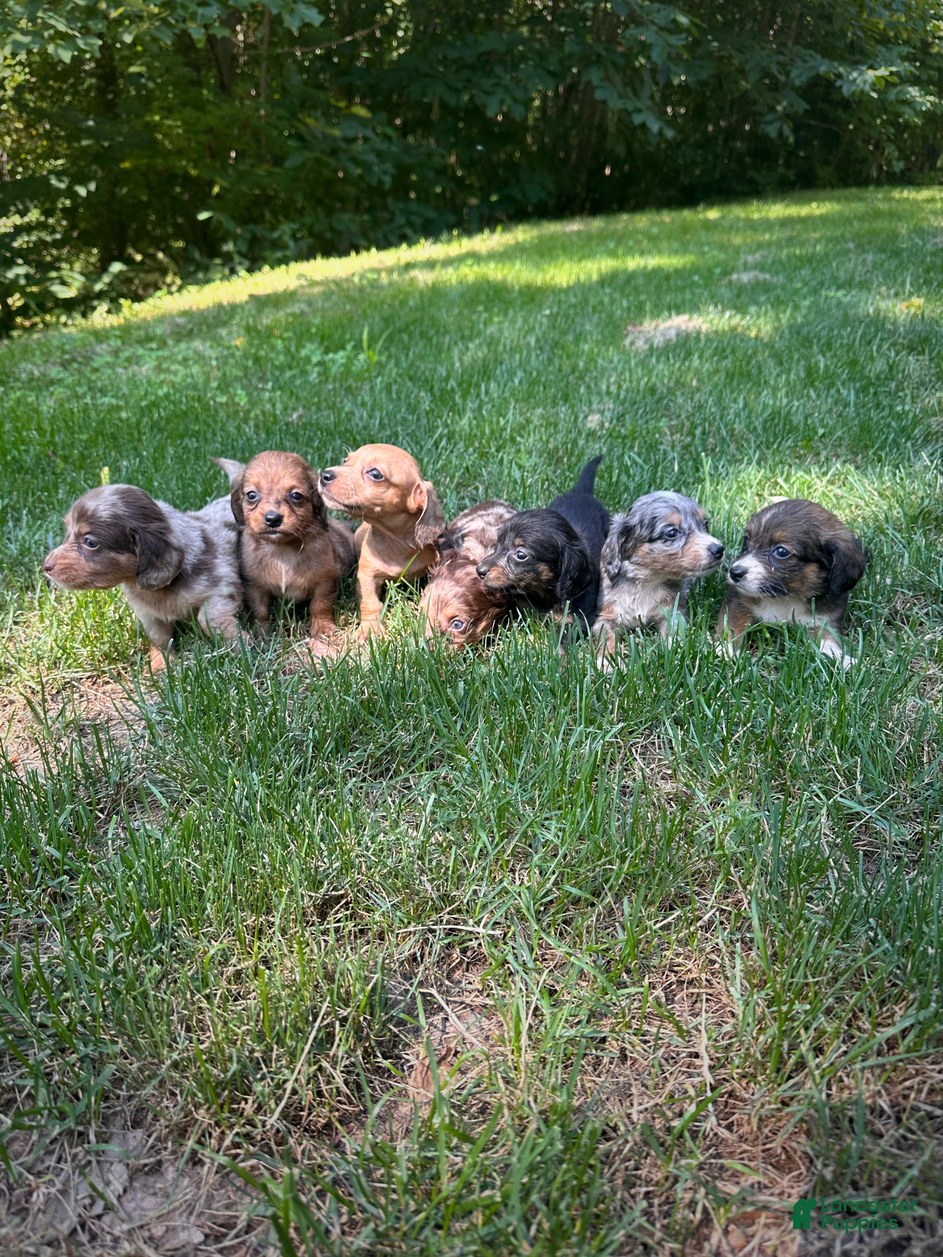 Dachshund dogs Female Four - Ad 2