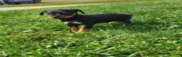 Miniature Pinscher dogs for sale: Male 1 - Ad 1