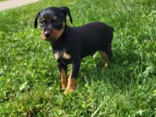 Miniature Pinscher dogs Male 1 - Ad 1
