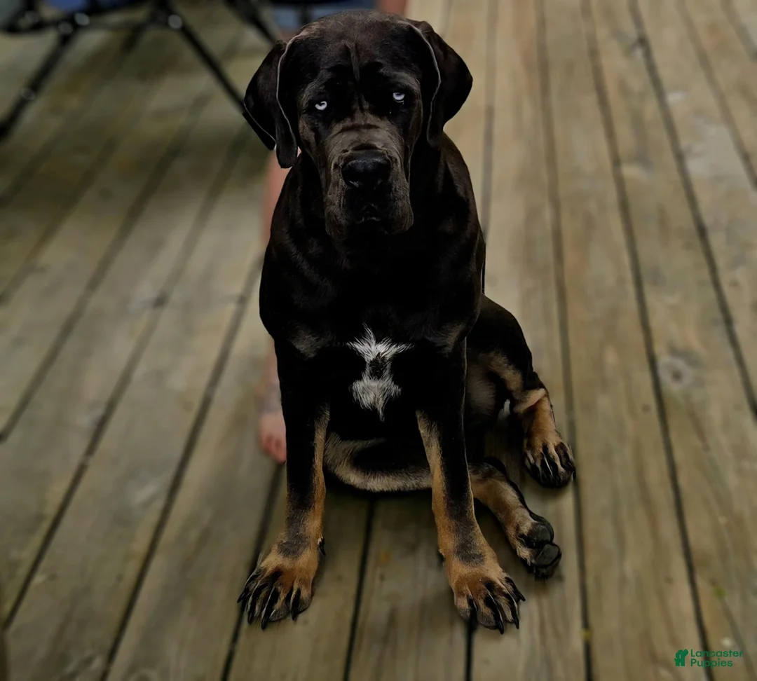 Cane Corso dogs for sale: Sophie - Ad 3