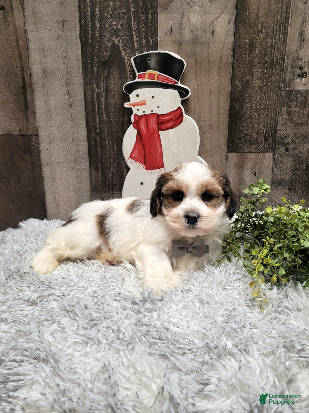 Teddy Bear dogs for sale: Wade - Ad 3