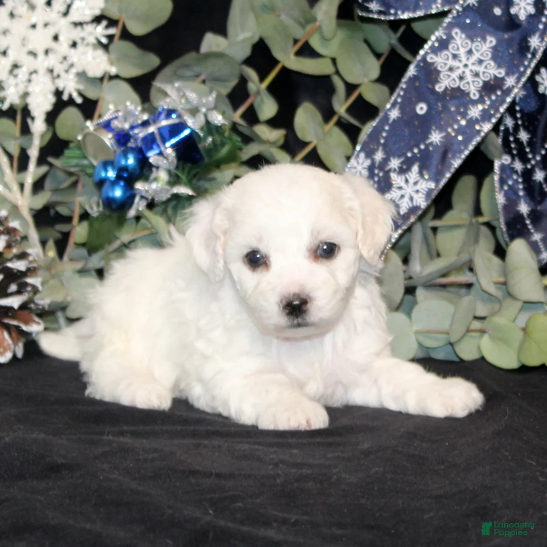 Bichon Frise dogs for sale: Vonny - Ad 6