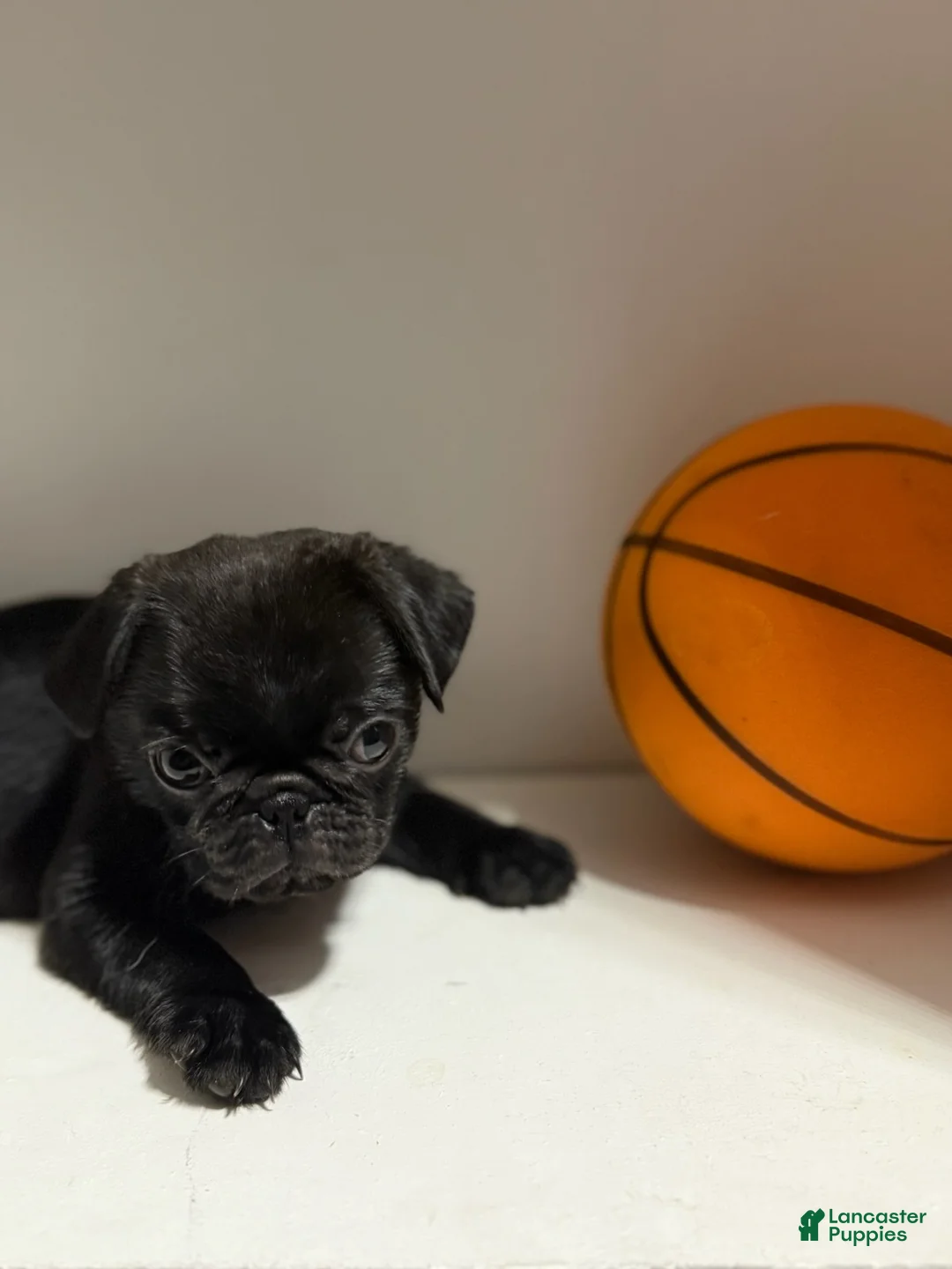 Pug dogs for sale: Chase - Ad 3