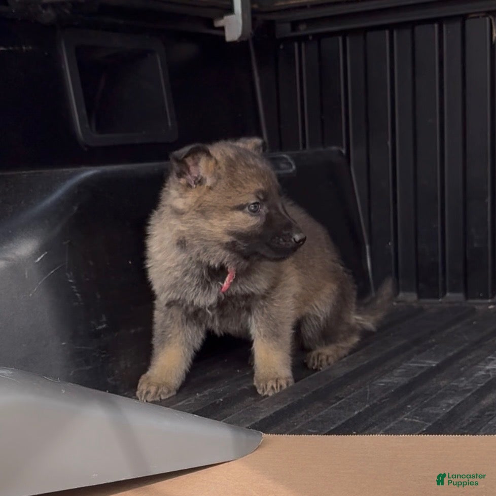 German Shepherd dogs TULITA - Ad 2