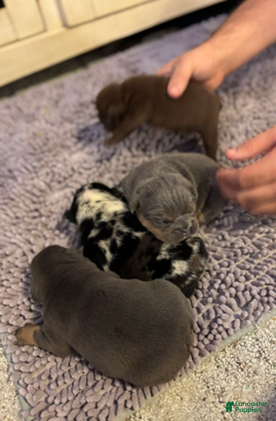 English Bulldog dogs for sale: Ralfy - Ad 3