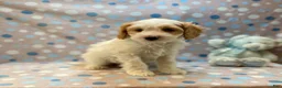 Cavapoo dogs for sale: Bert - Ad 3