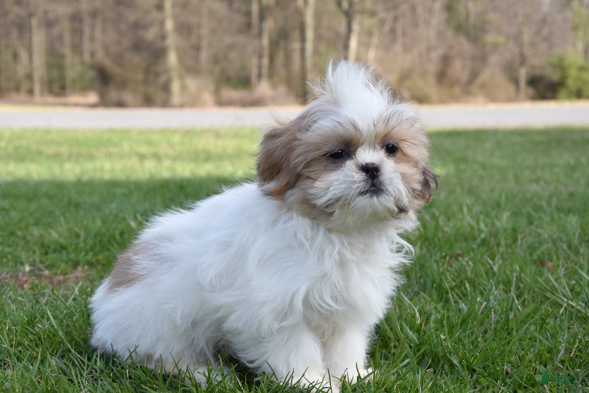 Shih Tzu dogs Shih Tzu Puppy 2 - Ad 2