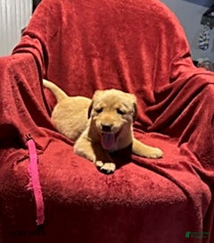 Goldador dogs Ashley - Ad 2