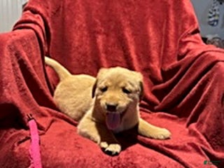 Goldador dogs for sale: Ashley - Ad 2