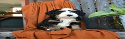 Bernedoodle dogs for sale: Quinn - Ad 4
