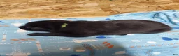 Mixed Breed dogs for sale: Loki - Ad 2