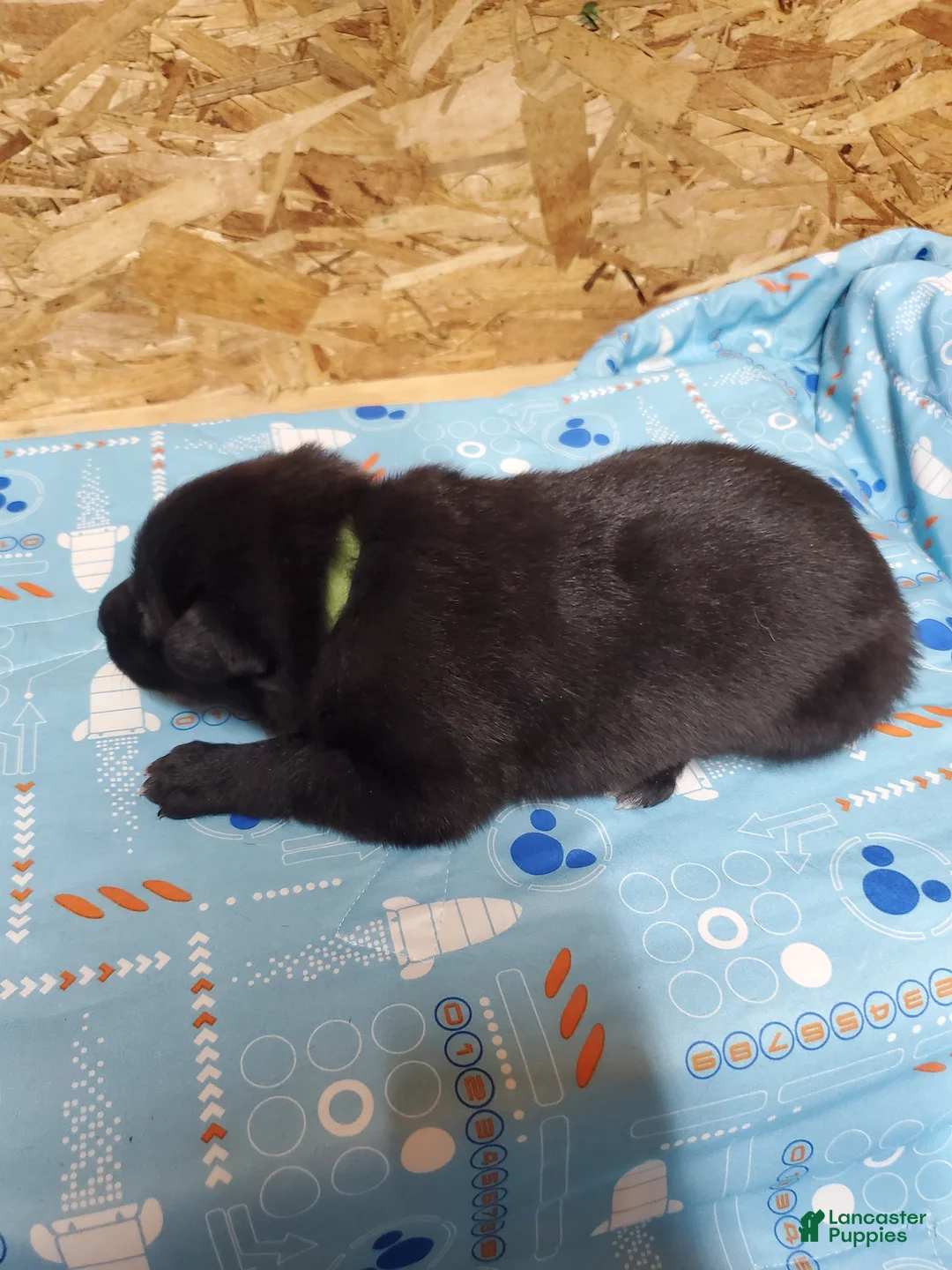 Mixed Breed dogs for sale: Loki - Ad 2