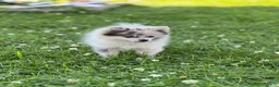 Pomeranian dogs for sale: Bluey - Ad 15