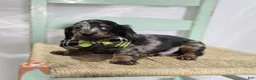 Miniature Dachshund dogs for sale: Kyle - Ad 4