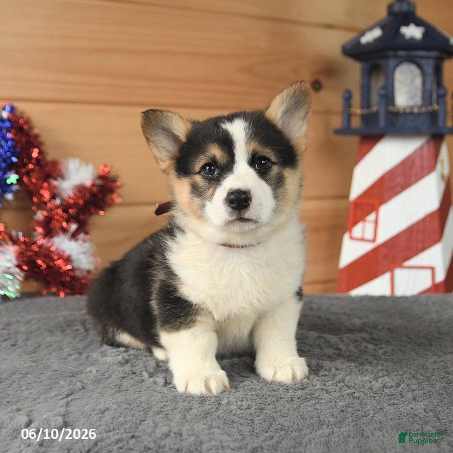 Welsh Corgi Pembroke dogs Thomas Jefferson - Ad 1