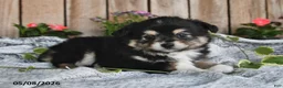 Miniature Australian Shepherd dogs for sale: Parker - Ad 2