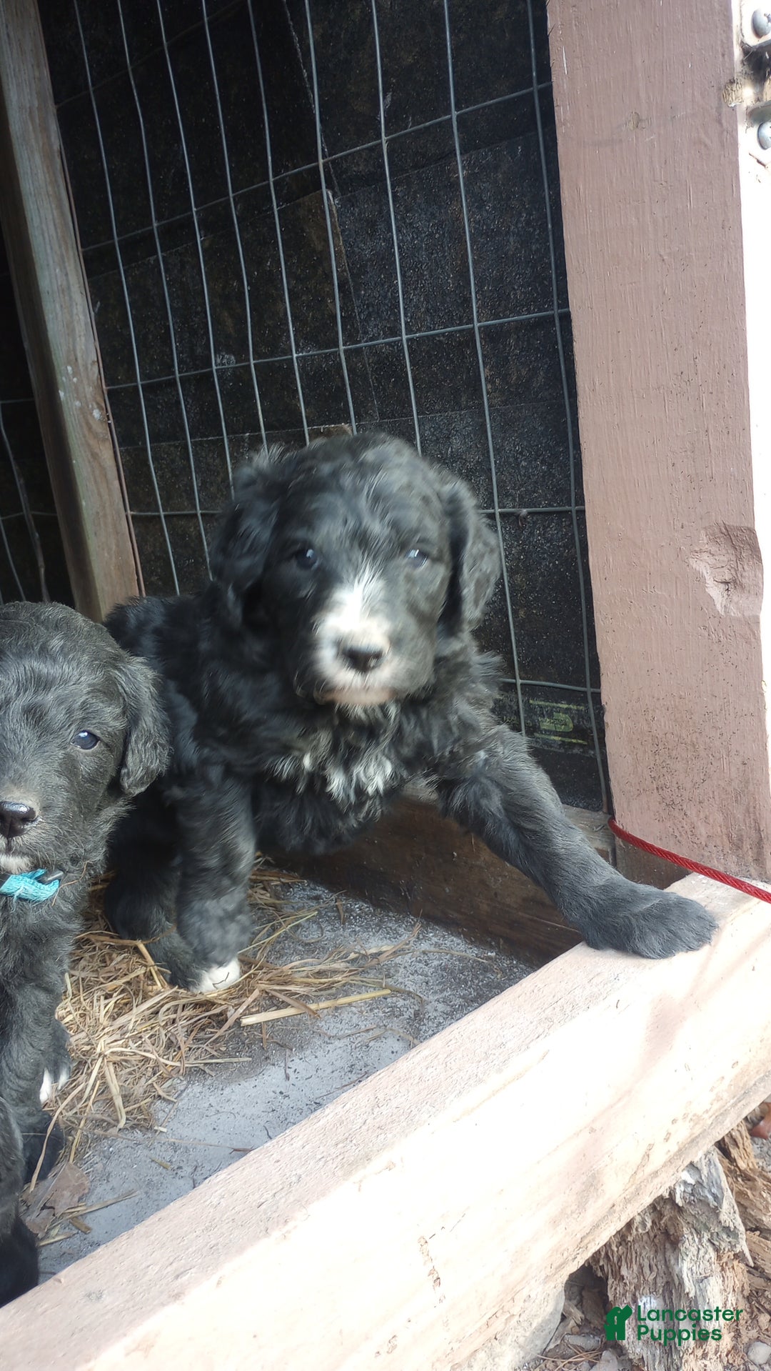 Bernedoodle dogs for sale: Betty! - Ad 5
