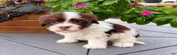 Havanese dogs for sale: Mitzi - Ad 4