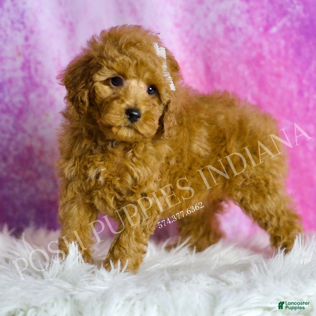 Miniature Poodle dogs for sale: Peony - Ad 4