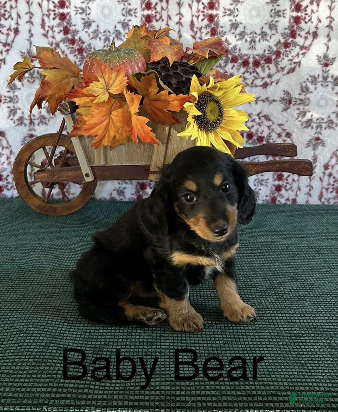 Miniature Dachshund dogs for sale: Baby Bear - Ad 1