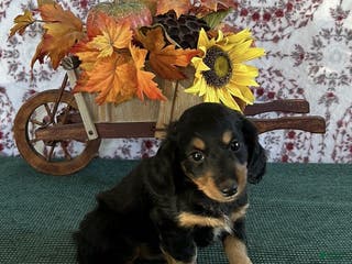 Miniature Dachshund dogs Baby Bear - Ad 22