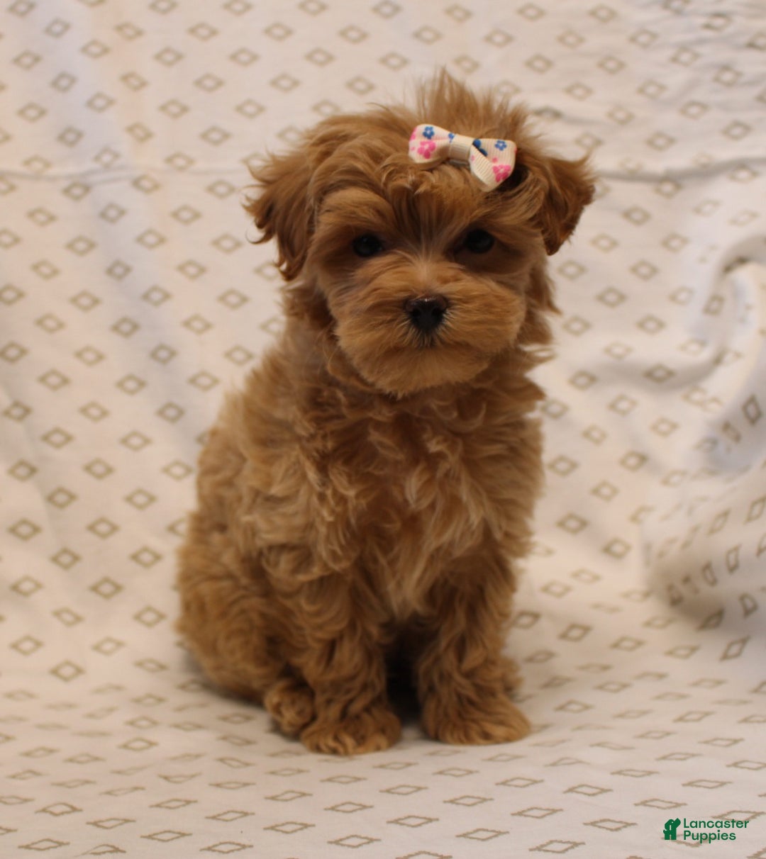 Maltipoo dogs for sale: Rosetta - Ad 6