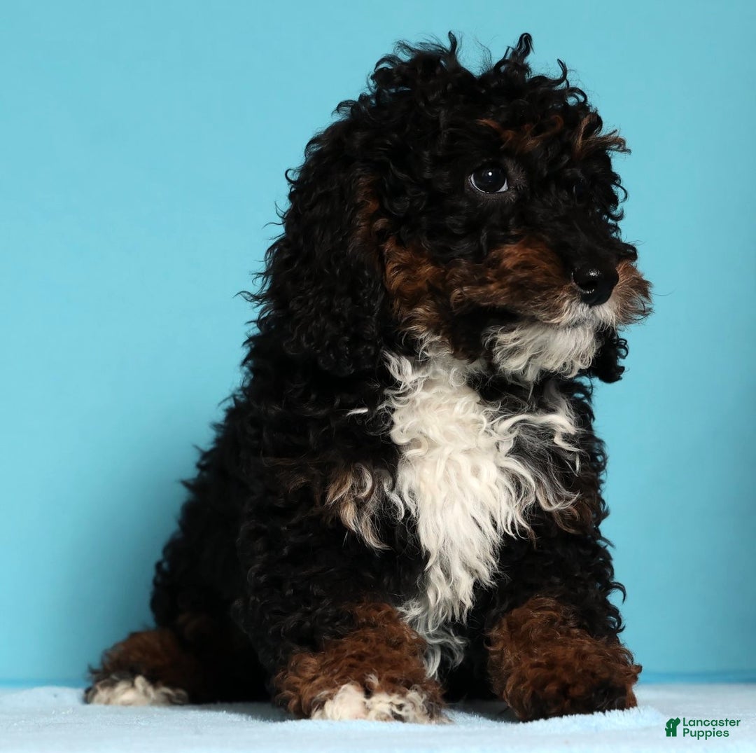 Mini Bernedoodle dogs for sale: Almond - Ad 2