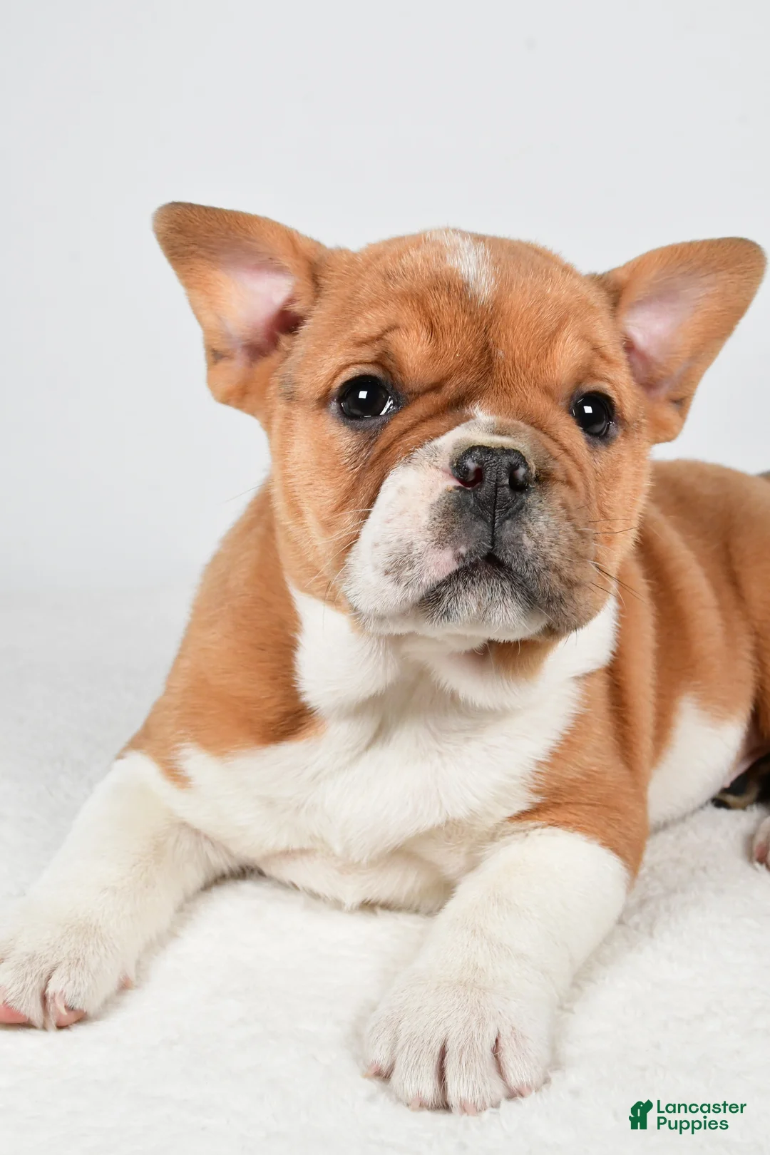 Beabull dogs for sale: Taffy - Ad 5